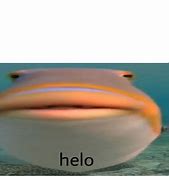 Image result for Hello Fish Meme