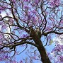 Image result for jacaranda