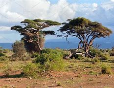 Image result for Kenya Nature