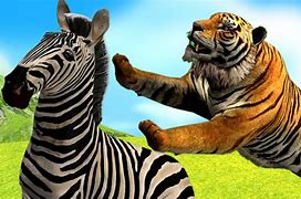 Image result for Tiger Kills Zebra
