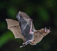 Image result for Nature Bat