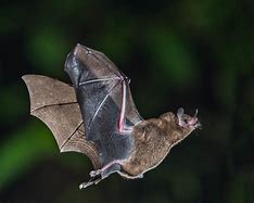 Image result for Bat Flying around during the Day