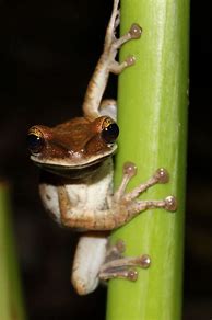 Image result for Smiling Frog