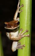 Image result for Smiling Blue Tree Frog