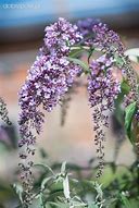 Image result for Buddleja davidii Wisteria Lane