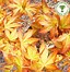 Image result for Acer palmatum Katsura