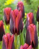 Image result for Tulipa Slawa