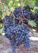 Image result for Black Grapes Plant