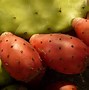 Image result for Cactus Plant Images. Free