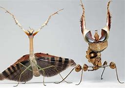 Image result for World's Biggest Praying Mantis
