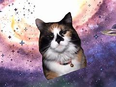 Image result for Space Cat Meme