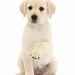 Image result for Labrador Puppy Background