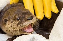 Image result for Baby Otter Called