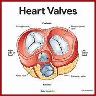 Image result for Heart Anatomy and Physiology