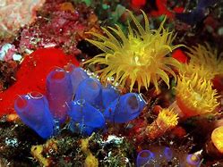 Image result for Underwater HD