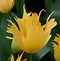 Image result for Tulipa Cream Upstar