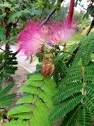 Image result for Mimosa Tree Blooms
