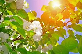 Image result for August White Apple