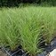 Image result for Miscanthus sin. Malepartus