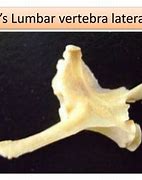 Image result for Lumbar Vertebra of Rabbit