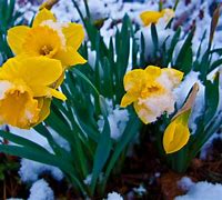 Image result for Spring Flowers with Snow