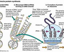 Image result for Genes and Proteins