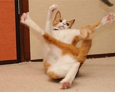 Image result for Funny Cat iPhone Wallpaper