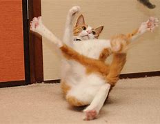 Image result for Goofy Cat Photos