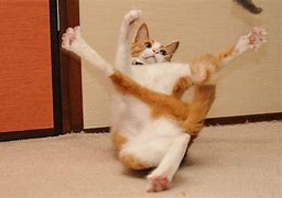 Image result for Cute Cat Photos Funny