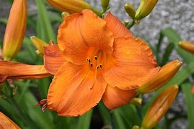 Image result for Hemerocallis Mauna Loa