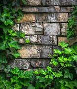 Image result for Vine Wall Aesthetic