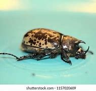 Image result for World's Largest Hercules Beetle