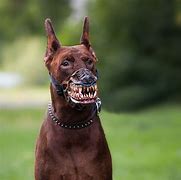 Image result for Creepy Scary Dog