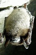 Image result for Predators of Little Brown Bat