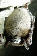 Image result for Little Brown Bat