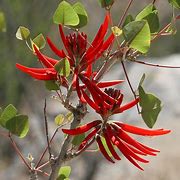 Image result for Arizona Fla Plant