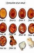 Image result for Le Oeuf a La Coque in French