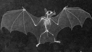Image result for Rubber Bat Winged Skull