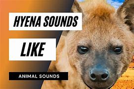 Image result for Hyena Sound