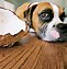 Image result for Coconut Oil Healthy for Dogs