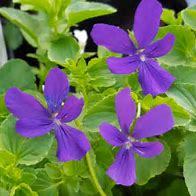 Image result for Viola cornuta Icy but Spicy