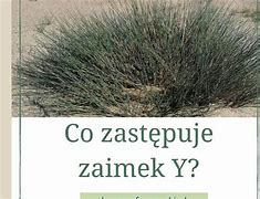 Image result for co_to_za_zakum