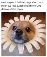 Image result for Cute Please Dog Meme