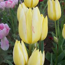 Image result for Tulipa Antoinette