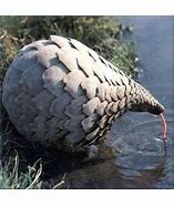 Image result for Pangolin Drinking
