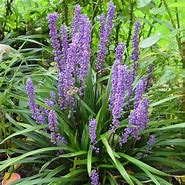 Liriope muscari Big Blue に対する画像結果