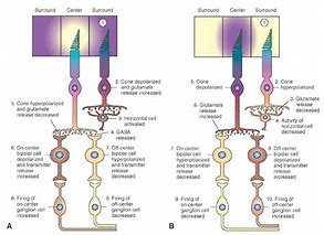 Image result for On and Off Bipolar Cells