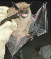 Image result for Bats NY
