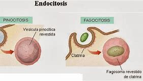 Image result for endocitosis