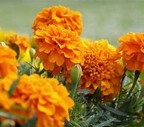 Image result for Orange Marigold Plant